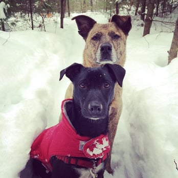 Gone with the Dogs - Pet Sitting Near Me Gone with the Dogs - Pet Sitting Near Me