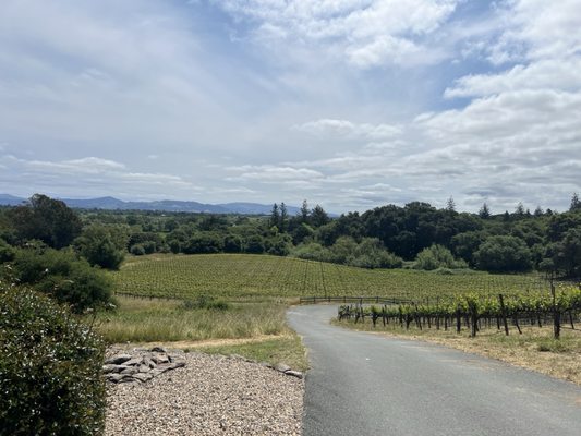 Fog Crest Vineyard by null