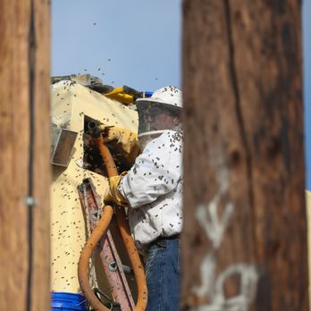 Aliza's Bee Removal - Pest Control Near Me - Poway, California Aliza's Bee Removal - Pest Control Near Me - Poway, California