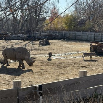 Tulsa Zoo - Rhino - Zoos Near Me - Tulsa, Oklahoma Tulsa Zoo - Rhino - Zoos Near Me - Tulsa, Oklahoma