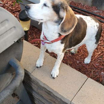 Paws Place Grooming - This is our old girl Bella! Paws Place takes great care of her everytime - Pet Groomers Near Me - Lakeside, California Paws Place Grooming - This is our old girl Bella! Paws Place takes great care of her everytime - Pet Groomers Near Me - Lakeside, California