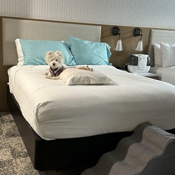 Residence Inn By Marriott - Princess Lily enjoying the Marriott Residence Inn, Chatsworth, CA. - Hotels & Travel Near Me - CHATSWORTH, California Residence Inn By Marriott - Princess Lily enjoying the Marriott Residence Inn, Chatsworth, CA. - Hotels & Travel Near Me - CHATSWORTH, California