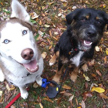 A Pupaholic's Love - Dog Walkers Near Me A Pupaholic's Love - Dog Walkers Near Me