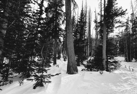 Wolf Creek Ski Area by null