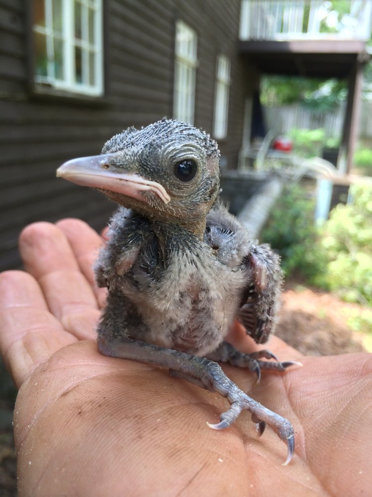 Tree Cowboy - tree service in Atlanta, GA