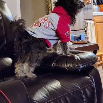 Original Grooming - Before - winter shaggy shih-poo - Pet Groomers Near Me - Fremont, California