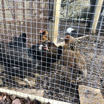High Ridge Manor - hens on the properties that lay fresh eggs - Bed & Breakfast Near Me - Paso Robles, California