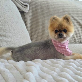Park and Bark - Pet Groomers Near Me - Austin, Texas Park and Bark - Pet Groomers Near Me - Austin, Texas