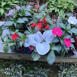 Claire's Garden Center - Sun patience and angel wings