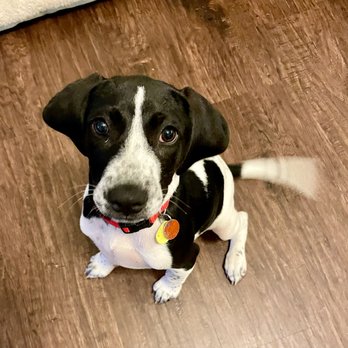 The Proper Puppy - Pet Training Near Me The Proper Puppy - Pet Training Near Me