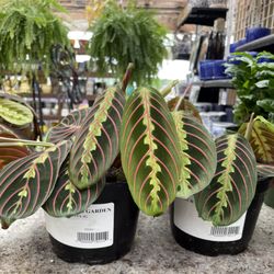 Your Farm & Garden - Maranta in Pot