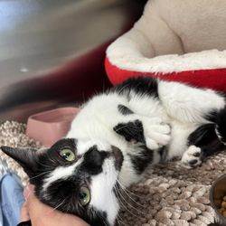 Lynchburg Humane Society