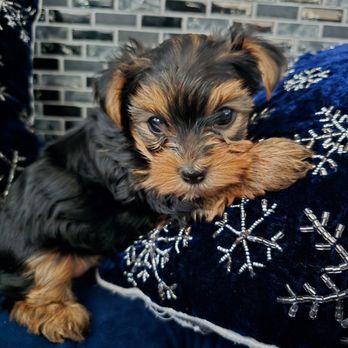 Royal Yorkies - Pet Breeders Near Me - Brentwood, California Royal Yorkies - Pet Breeders Near Me - Brentwood, California