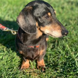 Companion Pet Care - Dexter at age 14