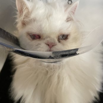 Veterinary Eye Clinic - Three weeks post-op. - Veterinarians Near Me - Alhambra, California Veterinary Eye Clinic - Three weeks post-op. - Veterinarians Near Me - Alhambra, California