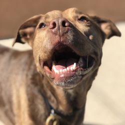 Bushwick Pet Care