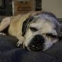Photo of Comforted Companions Veterinary Care