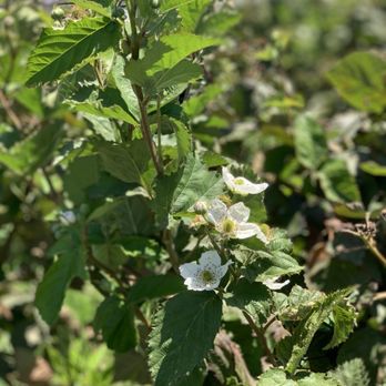 U-Pick Blueberries - Pick Your Own Farms Near Me - Santa Maria, California U-Pick Blueberries - Pick Your Own Farms Near Me - Santa Maria, California