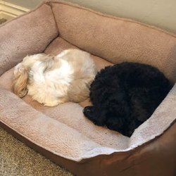 Doggy Bed and Breakfast - Snuggling together
