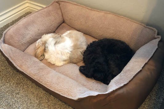 Doggy Bed and Breakfast - pet boarding facility in Cedar Hill, TX