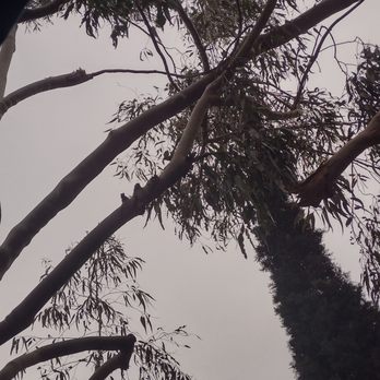 Villatoro Tree Care - Before - Tree Services Near Me Villatoro Tree Care - Before - Tree Services Near Me
