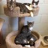 League For Animal Protection of Huntington gift card