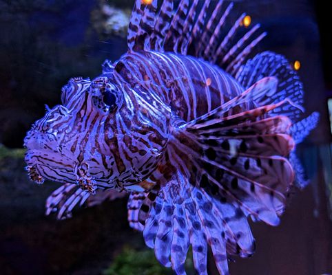 Gulfarium Marine Adventure Park by null