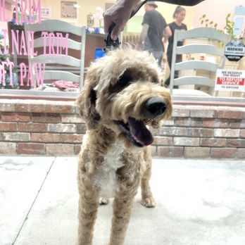 Cuts N Cuddles - Foster pup - Pet Groomers Near Me - Simi Valley, California