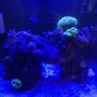 Photo of Corals & More