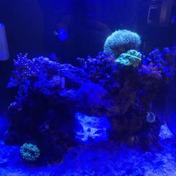 Corals & More - GSP, frogspawn, torch, Xenia, rose anemones, etc