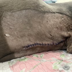 Clayton Animal Hospital - Turbo (11) right after a splenectomy. Dr April removed a 3x4 mass which was attached to his spleen as planned.