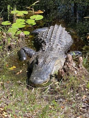 Okefenokee Swamp Park by null
