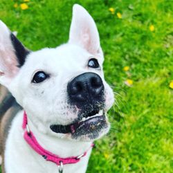 Bella foster dog