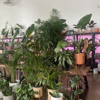 Bloomsgiving - July 4th plant selection - Florists Near Me - Mountain View, California Bloomsgiving - July 4th plant selection - Florists Near Me - Mountain View, California