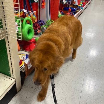 PetSmart - Pet Training Near Me - Rancho Santa Margarita, California