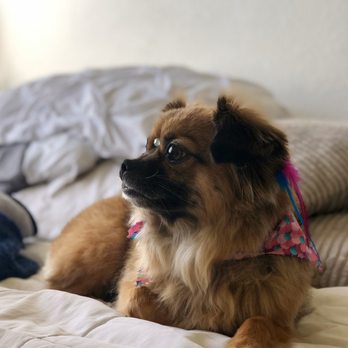 Baxters Pet Grooming - Lola with the fresh cut ! - Pet Groomers Near Me - Lancaster, California Baxters Pet Grooming - Lola with the fresh cut ! - Pet Groomers Near Me - Lancaster, California