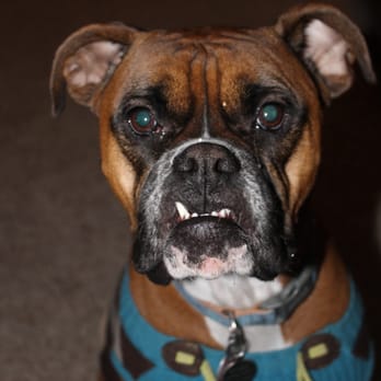 Dickey's Pet Sitting - Stone - Pet Groomers Near Me - Saint George, Kansas