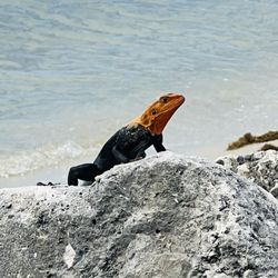 Museum Pointe Park - Rock agama lizard.