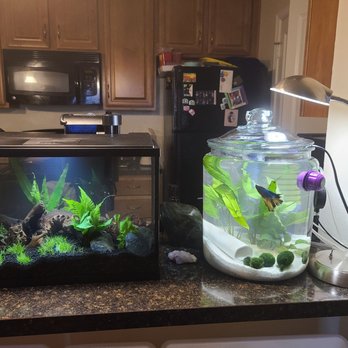 Austin Aqua-Dome - Aquarium plants - Pet Stores Near Me - Austin, Texas Austin Aqua-Dome - Aquarium plants - Pet Stores Near Me - Austin, Texas