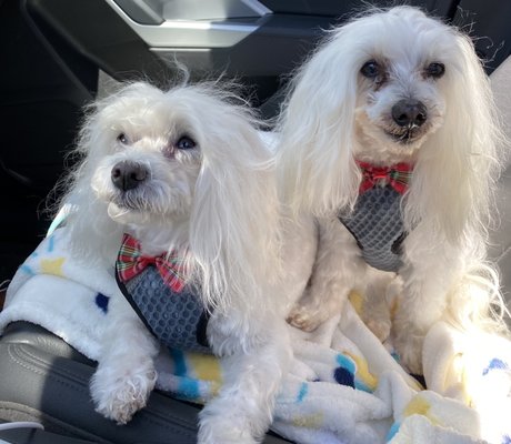 Lucky's Pet Care by null