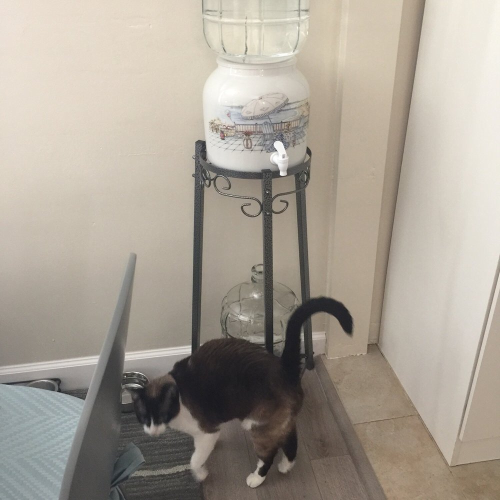 Water Farm - Lucy loves the new water system. - Water Stores Near Me - Torrance, California Water Farm - Lucy loves the new water system. - Water Stores Near Me - Torrance, California