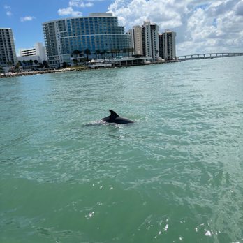 Cruisin Tikis Clearwater - Dolphins! - Boat Tours Near Me - Clearwater, Florida Cruisin Tikis Clearwater - Dolphins! - Boat Tours Near Me - Clearwater, Florida