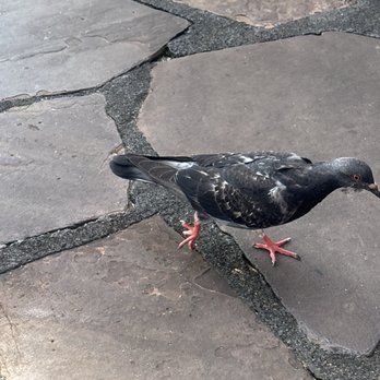 Sea House Restaurant - Stepped on my foot!! Seriously! Rats with wings! - Seafood Near Me - Lahaina, Hawaii Sea House Restaurant - Stepped on my foot!! Seriously! Rats with wings! - Seafood Near Me - Lahaina, Hawaii