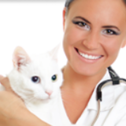 Academy Animal Hospital
