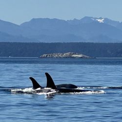 Dent Island Lodge