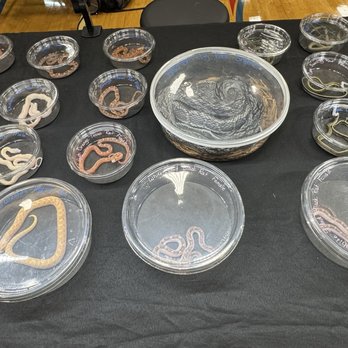 Austin Reptile Shows - So many snakes - Event Planning & Services Near Me