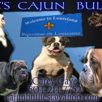 Cajun Bullies - Pet Breeders Near Me Cajun Bullies - Pet Breeders Near Me