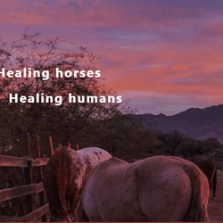 Equine Spirit Programs