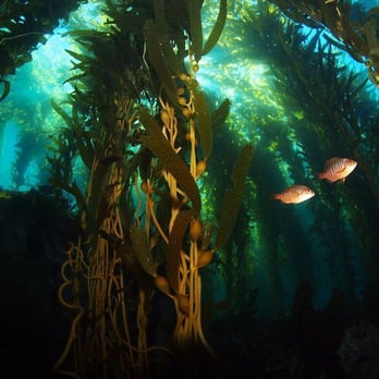 Channel Islands Scuba - Scuba Diving Near Me - Thousand Oaks, California Channel Islands Scuba - Scuba Diving Near Me - Thousand Oaks, California