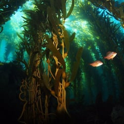 Channel Islands Scuba